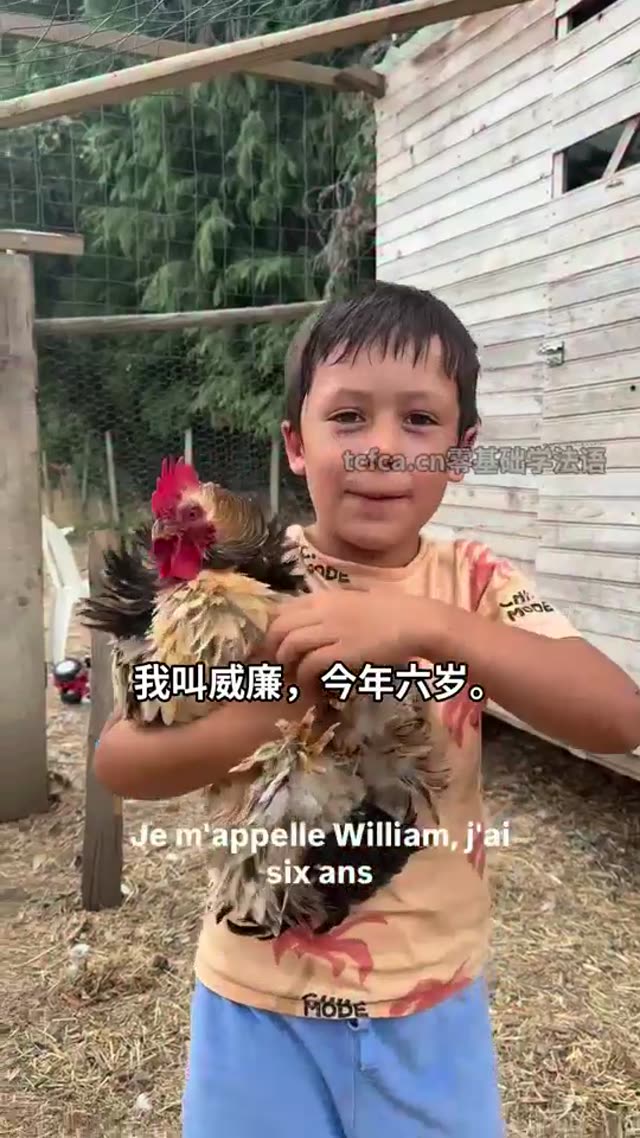 六岁男孩给彩羽鸡找个名字 视频封面